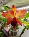 blc. Suzuk's Red Flare 'Nagase'